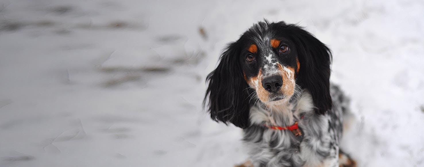 Russian Spaniel Dog Breed Facts And Information Wag Dog Walking