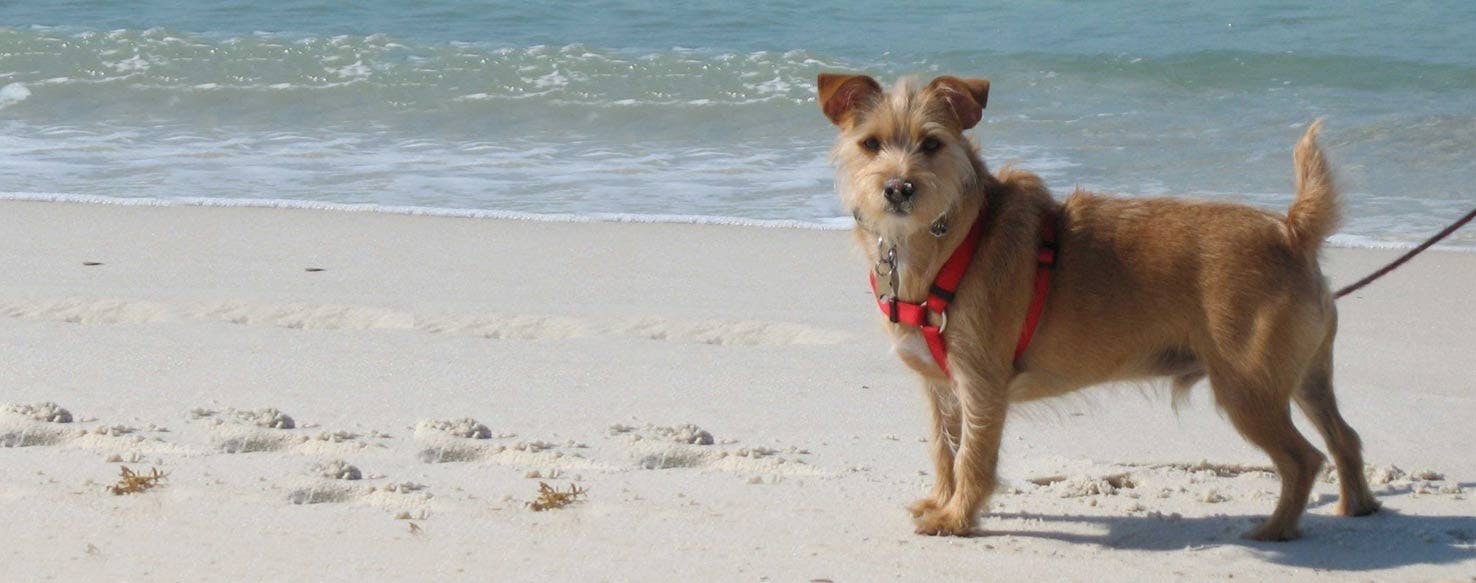 Rustralian Terrier | Dog Breed Facts 