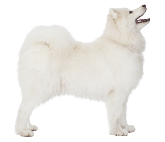 Samoyed hotsell dog size