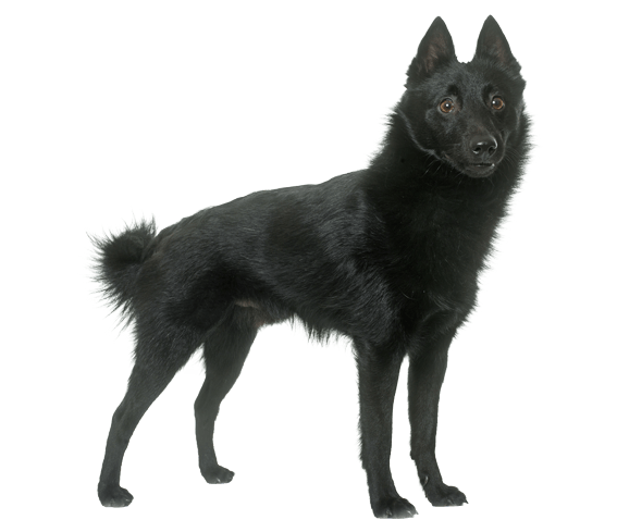 Schipperke info shops