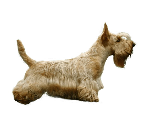 scottish dog breeds