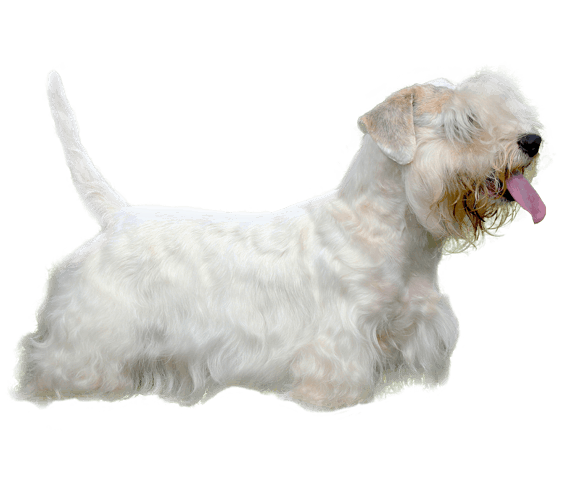 sealyham terrier cost