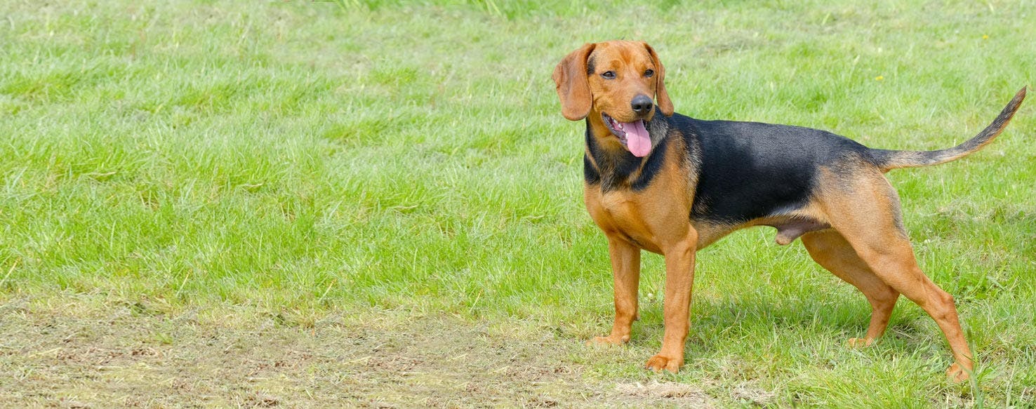Serbian Hound Dog Breed Facts And Information Wag Dog Walking