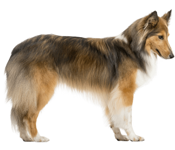 shetland sheepdog breed standard