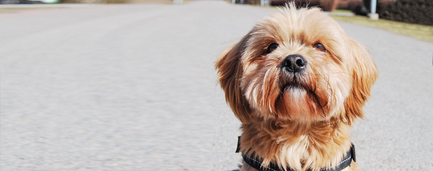 Lhasa apso x shih hot sale tzu