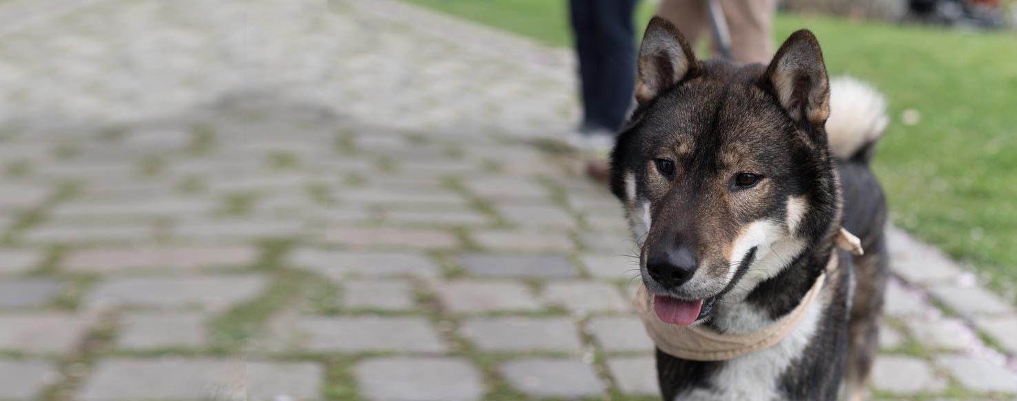 Shikoku Dog Breed Facts And Information Wag Dog Walking