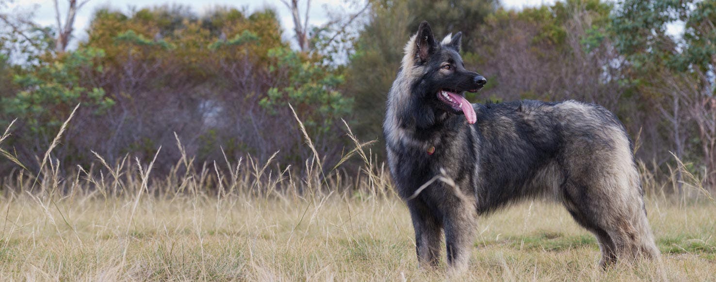 Shiloh Shepherd | Dog Breed Facts and Information - Wag!
