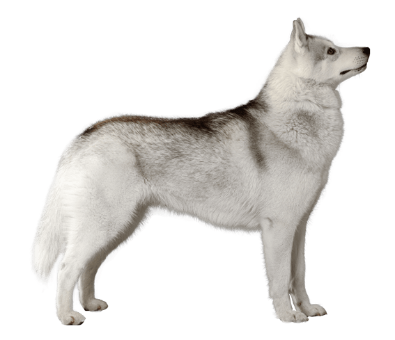 how big do siberian huskies grow