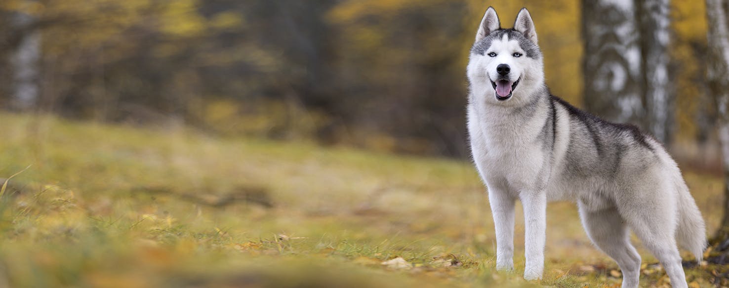 Siberian Husky Dog Breed Facts And Information Wag Dog Walking