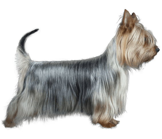 Silky Terrier | Dog Breed Facts and Information - Wag! Dog Walking