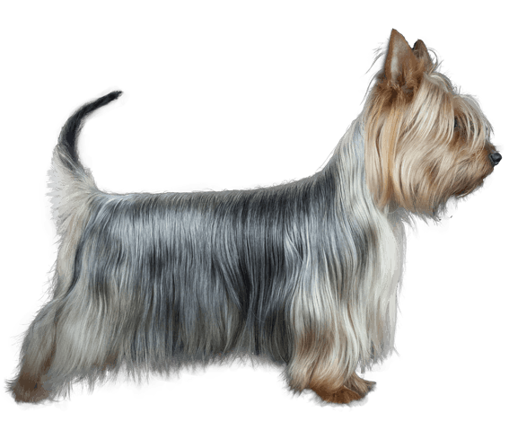 Purebred hot sale silky terrier