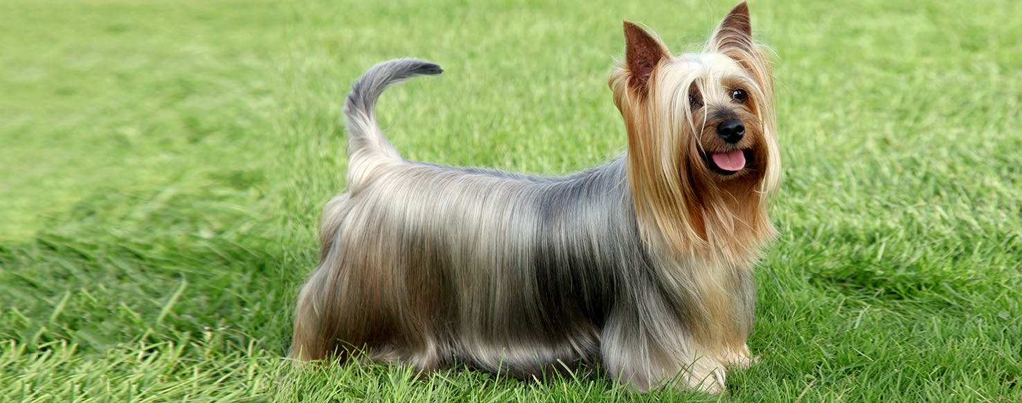 Silky Terrier Dog Breed Facts and Information - Wag! Dog 