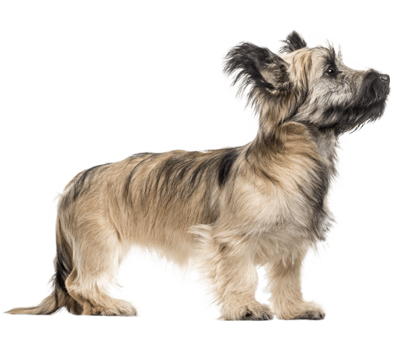 skye terrier short hair