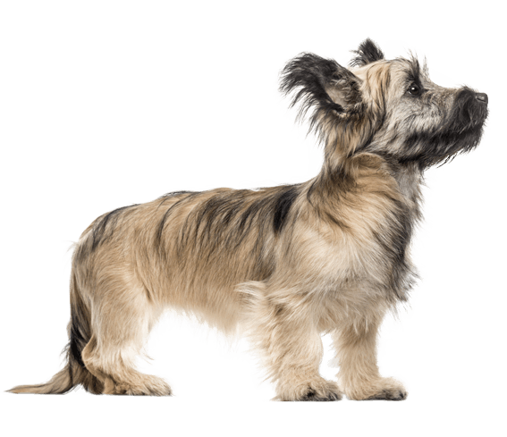 Blue skye best sale terrier