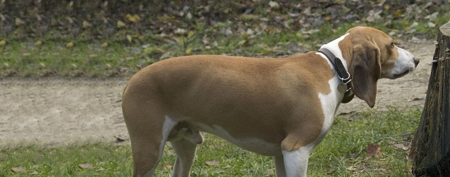 Small Swiss Hound Dog Breed Facts And Information Wag Dog Walking