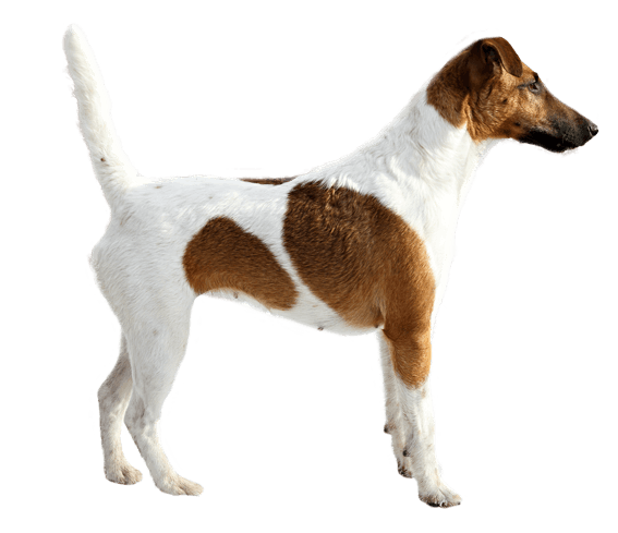 Smooth Fox Terrier | Dog Breed Facts and Information - Wag! Dog Walking