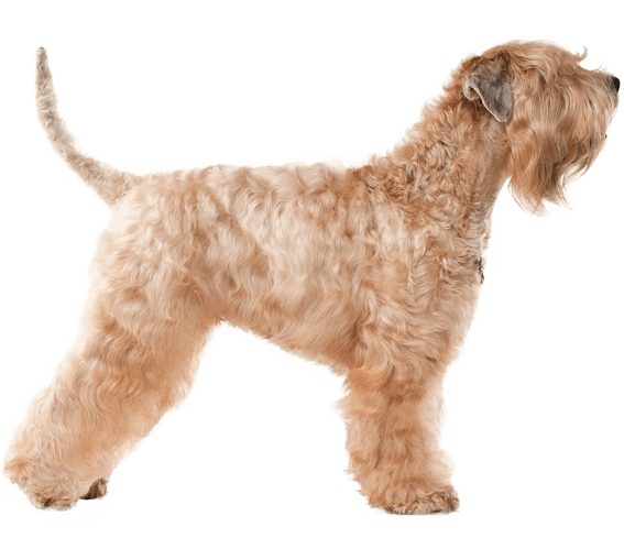 Wheaten terrier natural deals tail