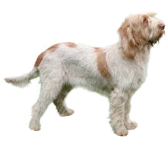 reptielen component Ingrijpen Spinone Italiano | Dog Breed Facts and Information - Wag! Dog Walking