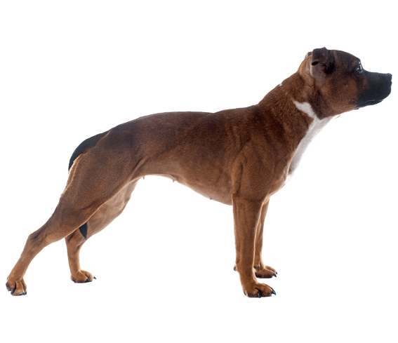are staffordshire bull terriers banned in ireland