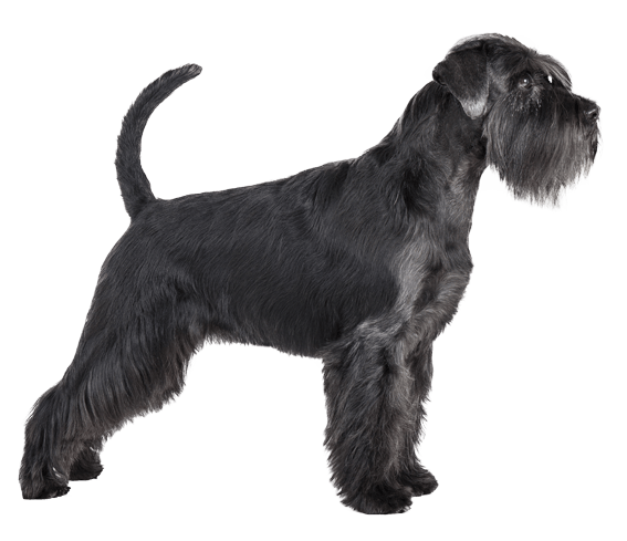 Standard hot sale schnauzer pictures