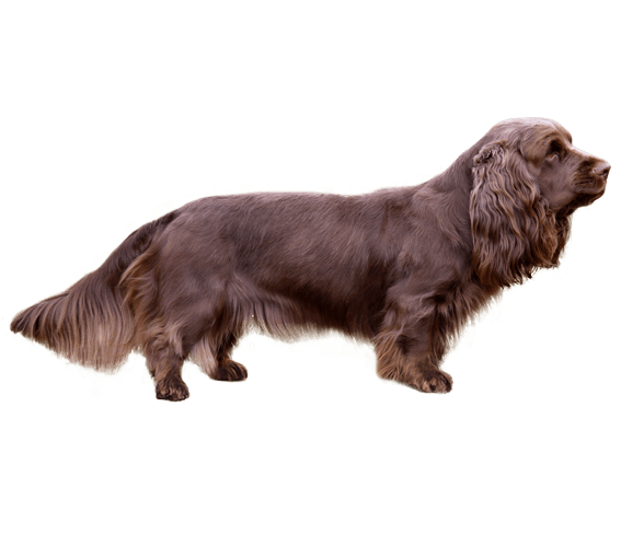 Sussex hot sale spaniel cost