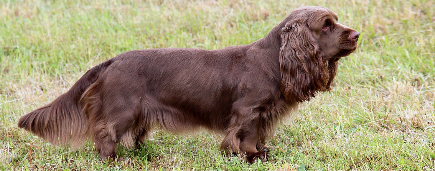 Sussex Spaniel Dog Breed Facts and Information Wag! Dog Walking