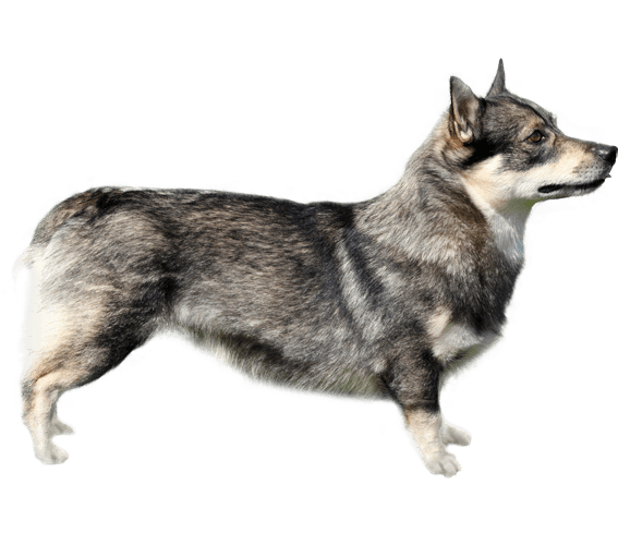 Swedish vallhund deals