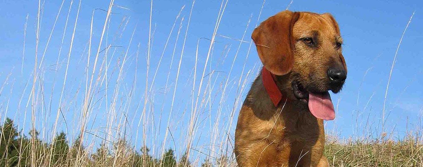 Styrian Coarse Haired Hound Dog Breed Facts And Information Wag Dog Walking