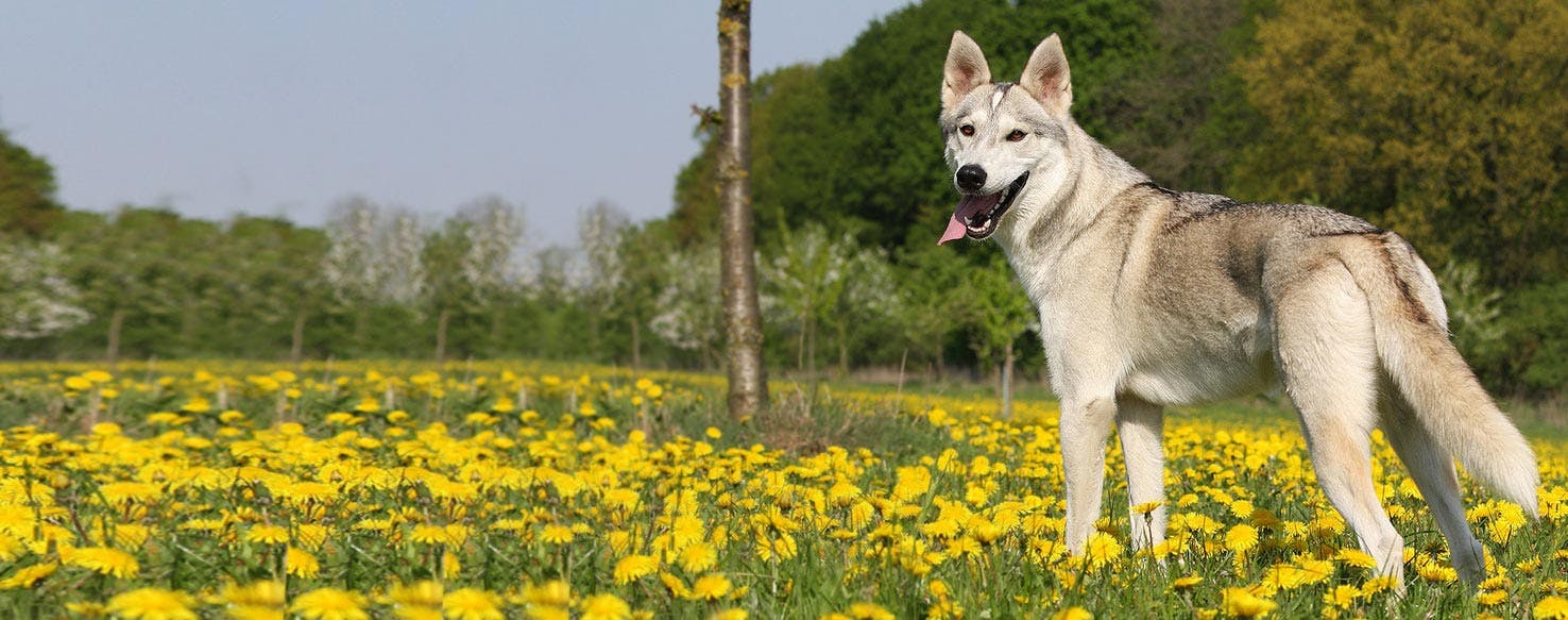 Tamaskan Dog Breed Facts And Information Wag Dog Walking
