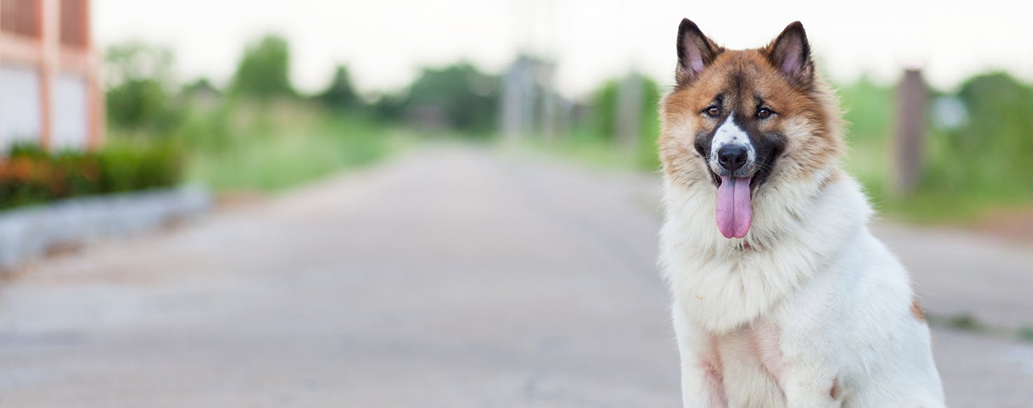 Thai Bangkaew Dog Breed Facts And Information Wag Dog Walking