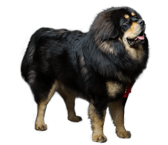 how big can a tibetan mastiff get