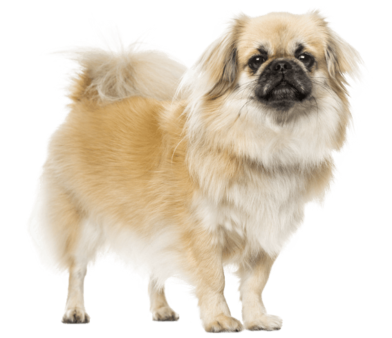 Tibetan Spaniel | Dog Breed Facts and Information - Wag! Dog Walking