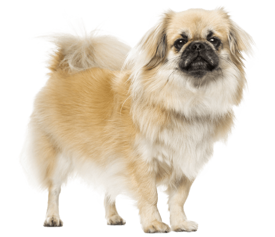Tibetan spaniel top shedding