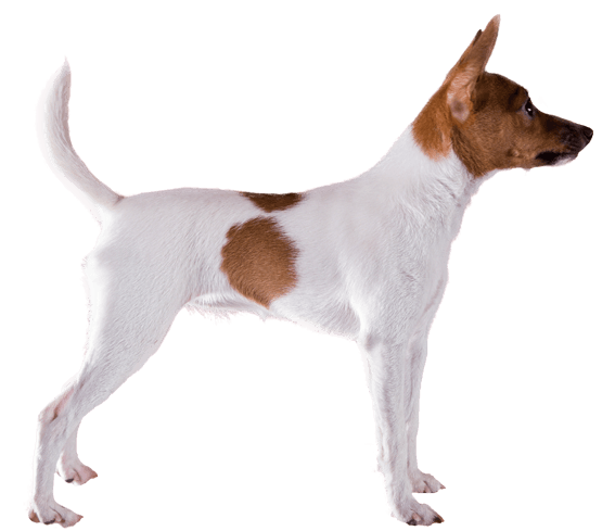 toy fox terrier dog breeds