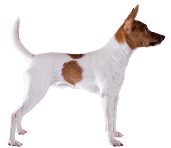 Fox terrier top puppy price