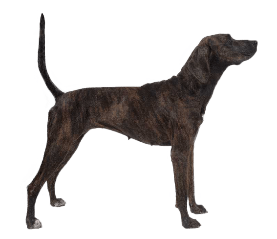 Treeing Tennessee Brindle Dog Breed Facts And Information - 