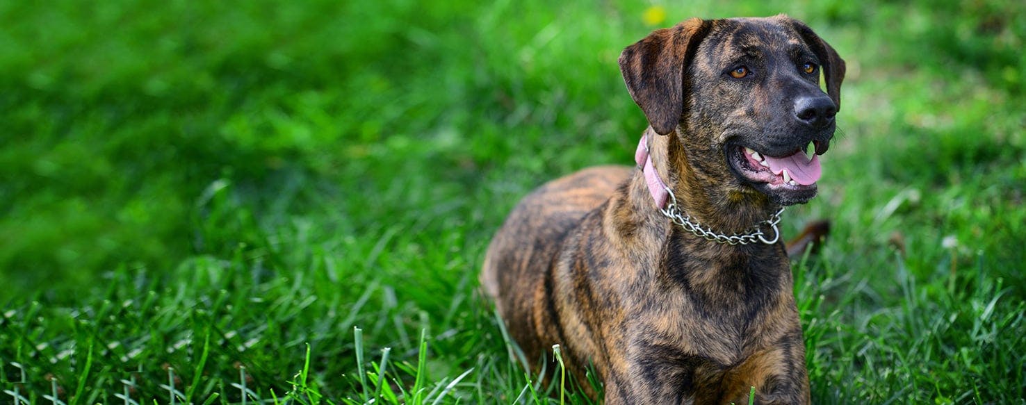 Treeing Tennessee Brindle Dog Breed Facts And Information Wag Dog Walking