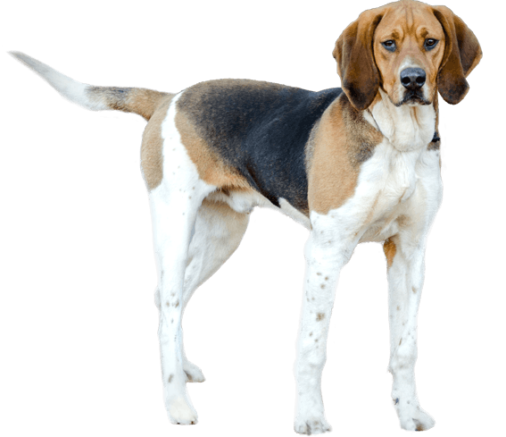 treeing walker coonhound coonhound