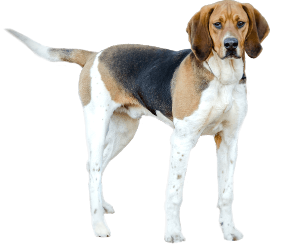 coonhound dog