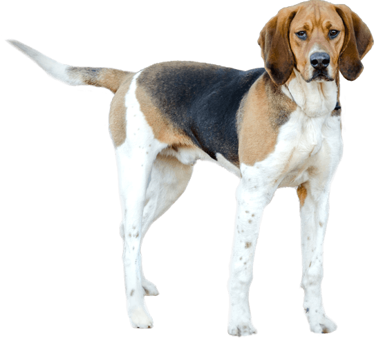 Treeing Walker Coonhound Dog Breed Facts And Information Wag Dog Walking Treeing Walker Coonhound Dog Breed Facts And Information Wag Dog Walking