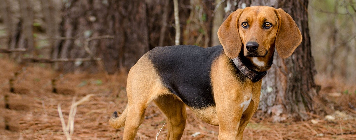 treeing walker coonhound mix