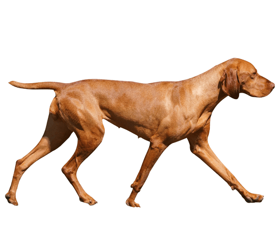 Austrian vizsla deals