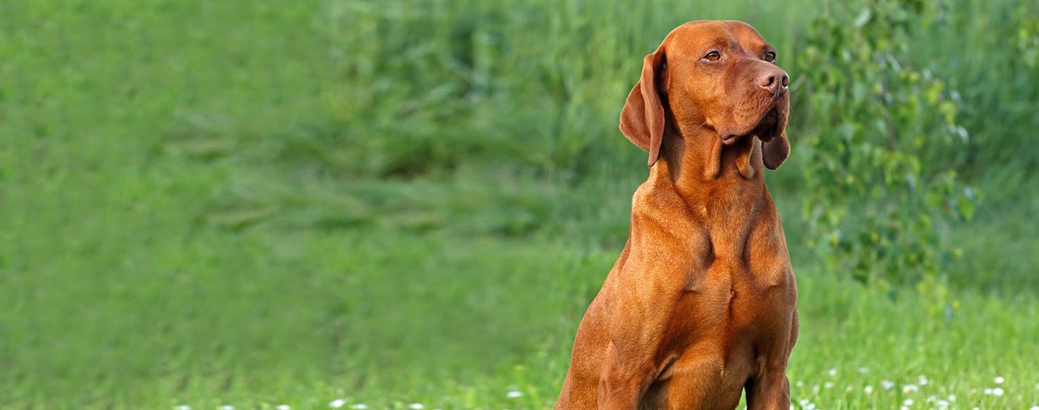 Vizsla Dog Breed Facts And Information Wag Dog Walking