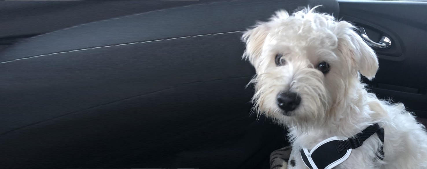 Westie store bichon mix