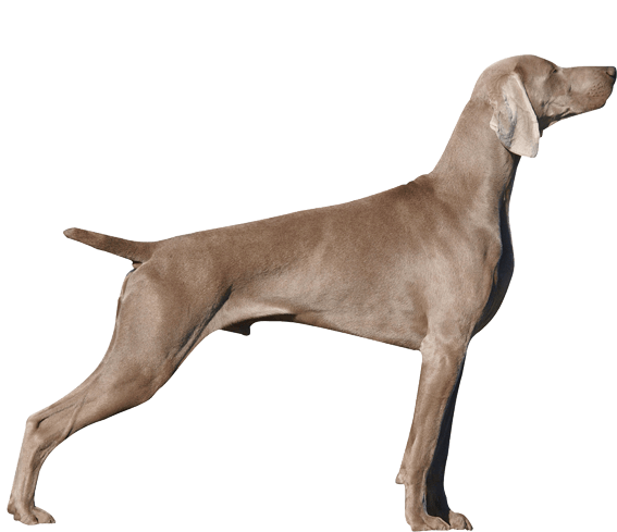 Help! My Dog Is Stubborn! – Green Acres Kennel Shop Blog