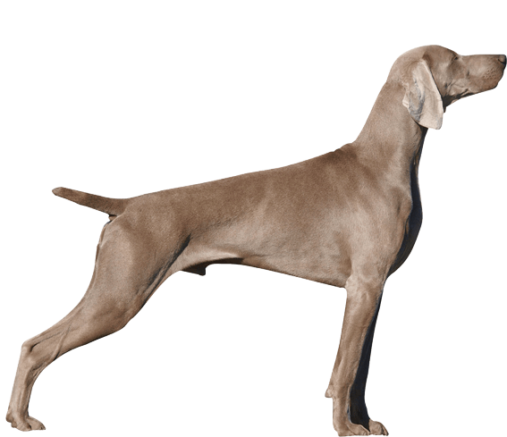 Reputable hotsell weimaraner breeders