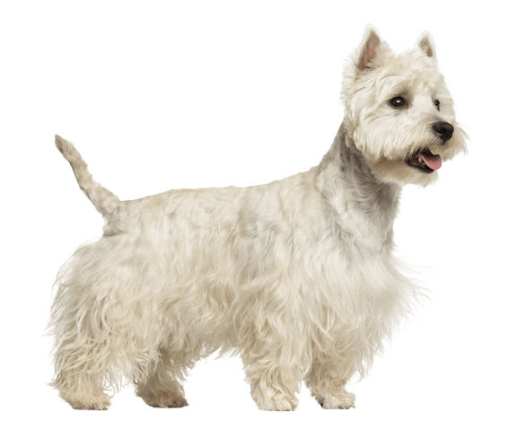 West Highland White Terrier Dog Breed Facts And Information Wag Dog Walking West Highland White Terrier Dog Breed Facts And Information Wag Dog Walking