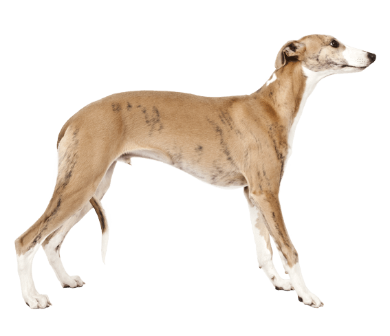 Whippet puppy neck 2024 size
