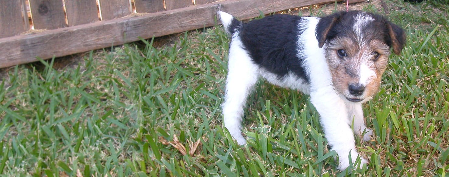 wire haired rat terrier puppies