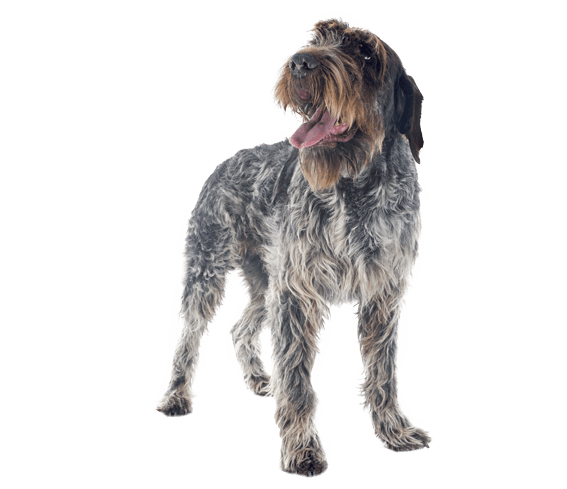 Wirehaired Pointing Griffon Dog Breed Facts and Information